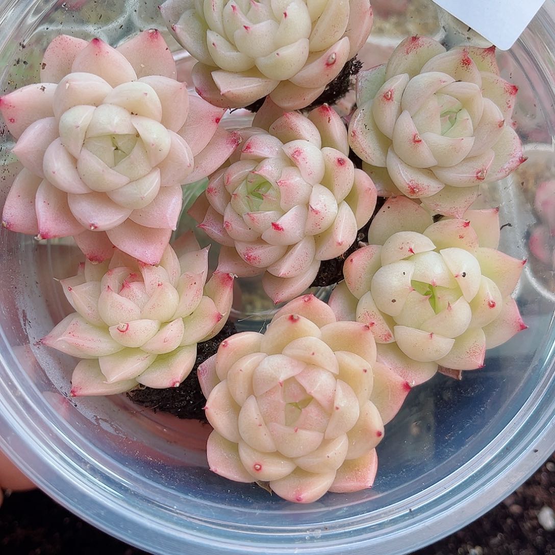 1-709 新疆西藏内蒙不发12.8抱歉2-3公分多肉