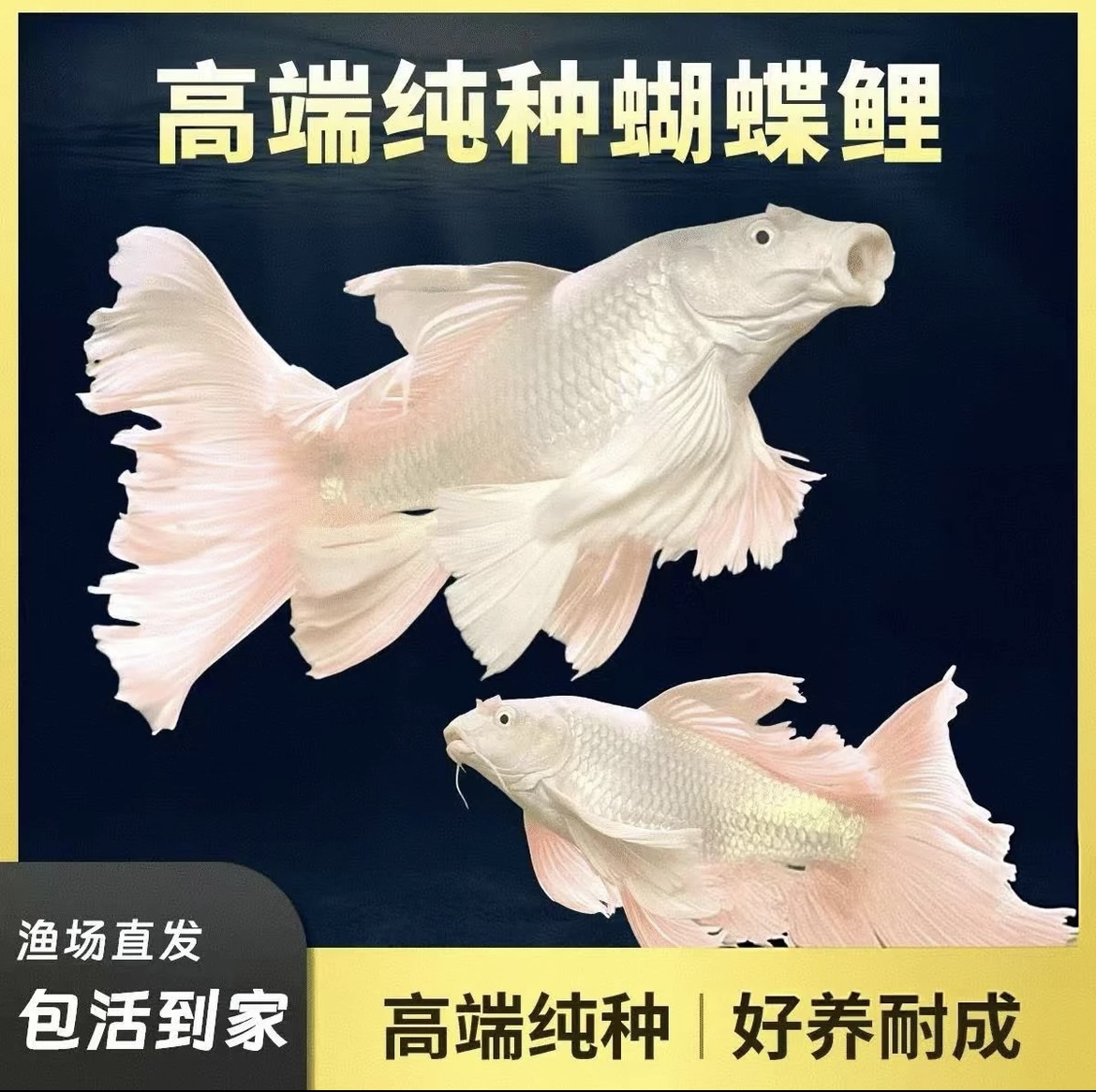 蝴蝶鲤鱼普身纯种台系贵妃体白色精品观赏鱼养鱼饲养活体发货