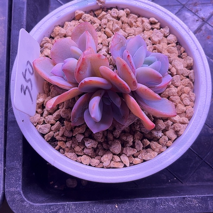 我是第一百个为妖姬