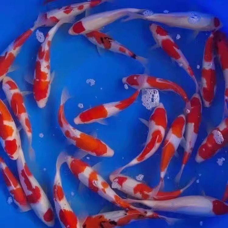 锦鲤鱼苗活体观赏鱼好养淡水鱼