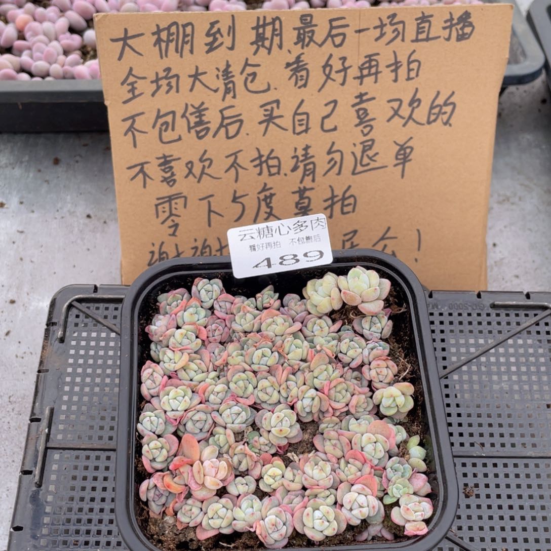 云糖心多肉植物489