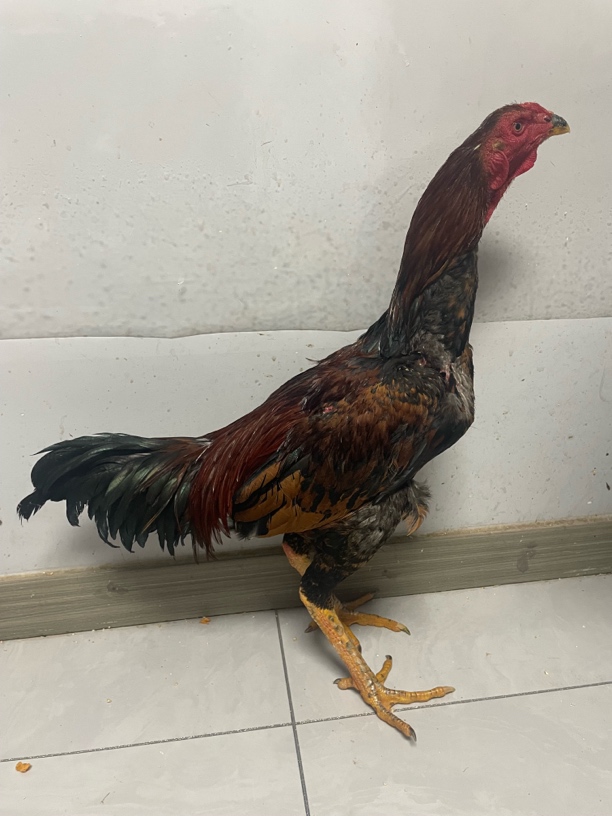 散养土鸡 母鸡肉 公鸡肉