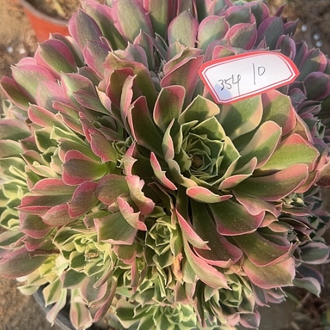 多肉植物雨花石354