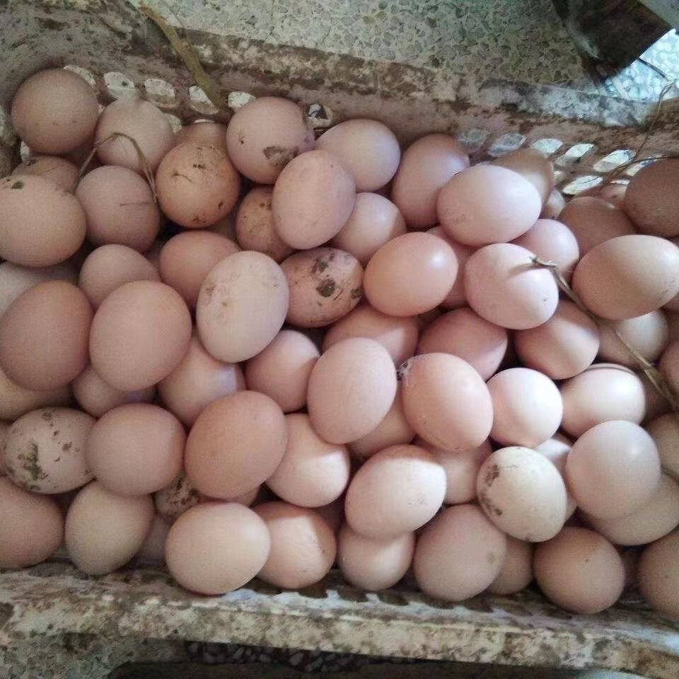 贵州农家散养土鸡蛋