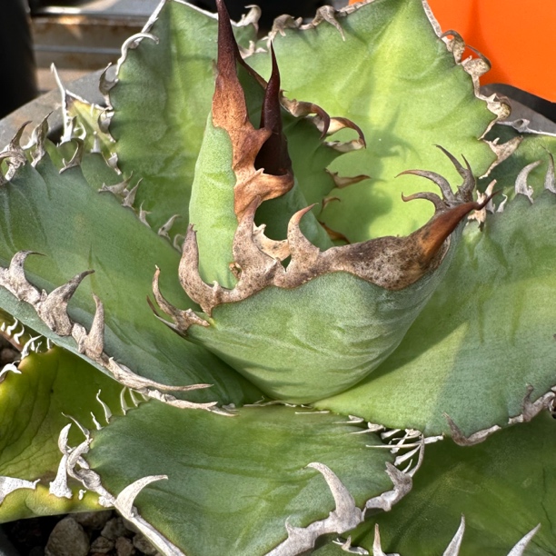 优选仁王冠龙舌兰多肉植物 一物一拍脱土发货