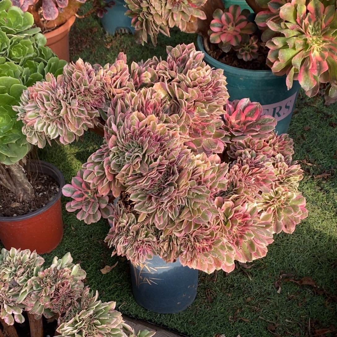 不开花植物1192号粉女巫缀化1颗多肉