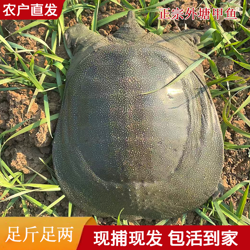 834 外塘甲鱼 鲜活发货 3只装 总重量3-4斤 生态甲鱼