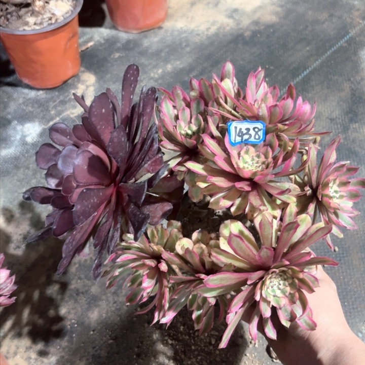 粉初恋丛林朵1438一物一拍法师多肉