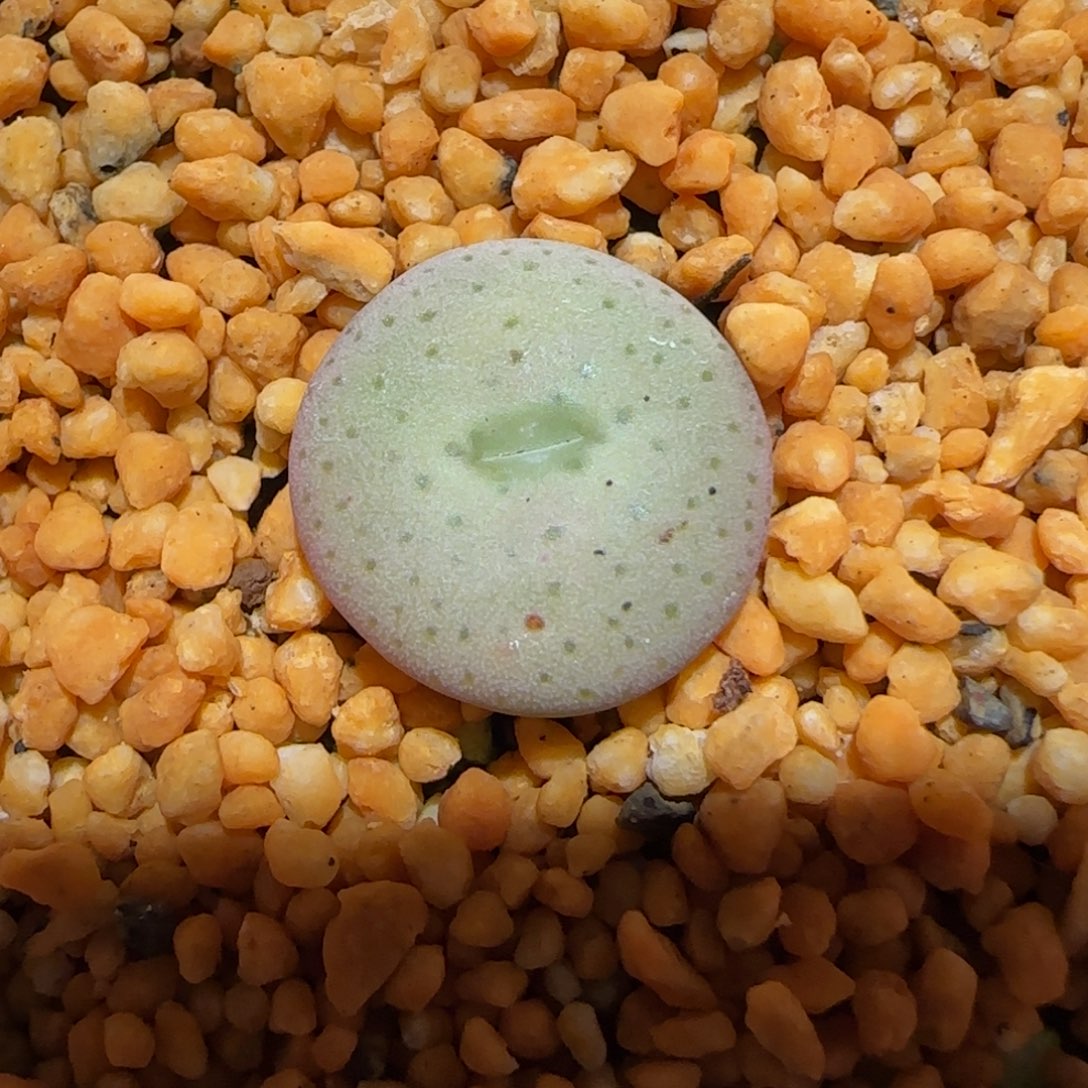 肉锥多肉植物百科-杂交大饼872