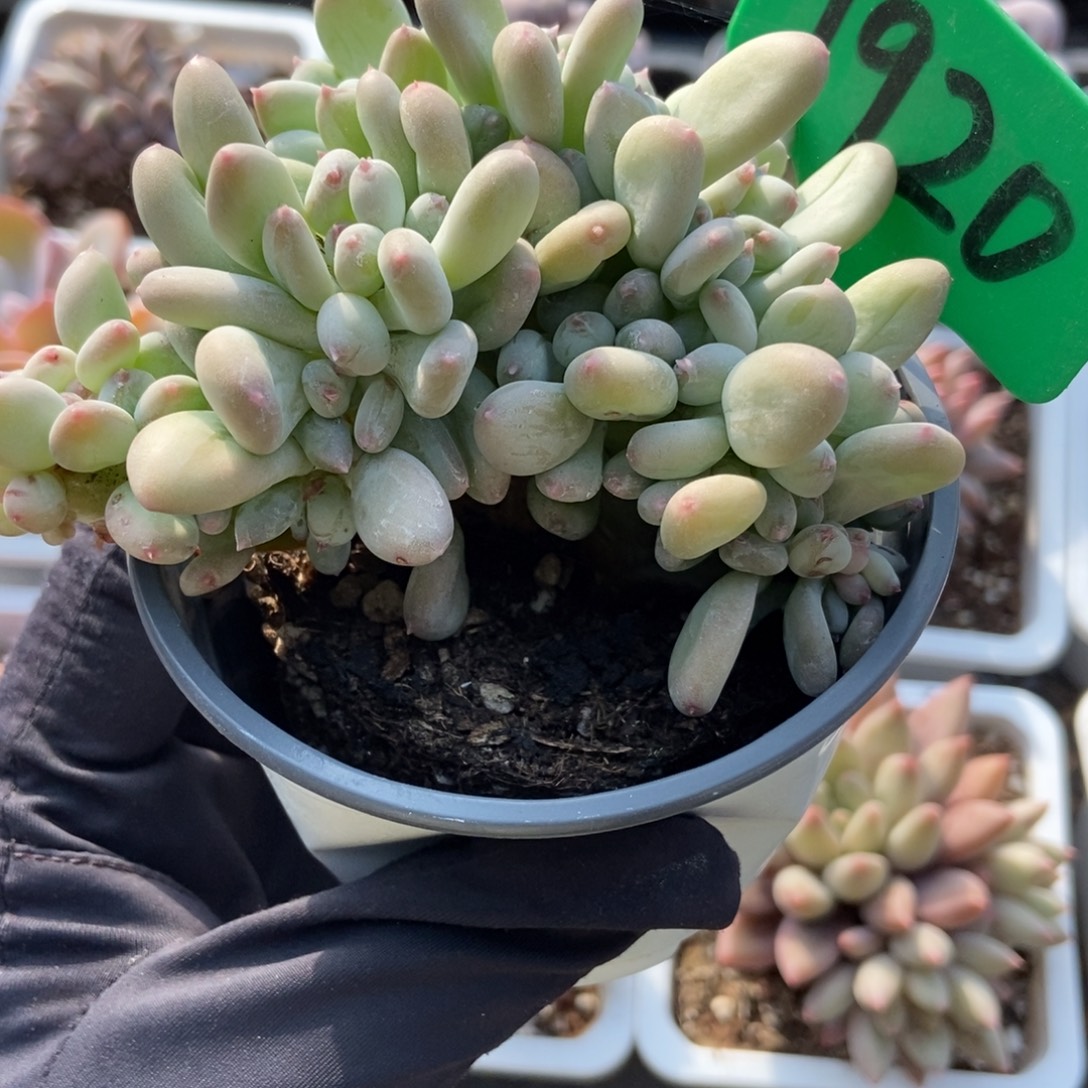 1920糖豆奶缀多肉植物