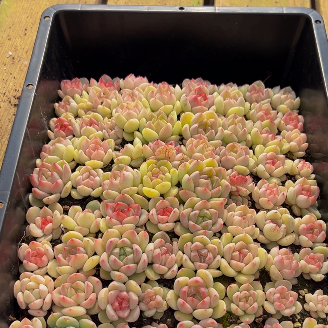 261大热天的一天从早上开始到