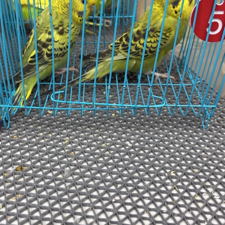 自***生虎皮鹦鹉虎皮鹦鹉