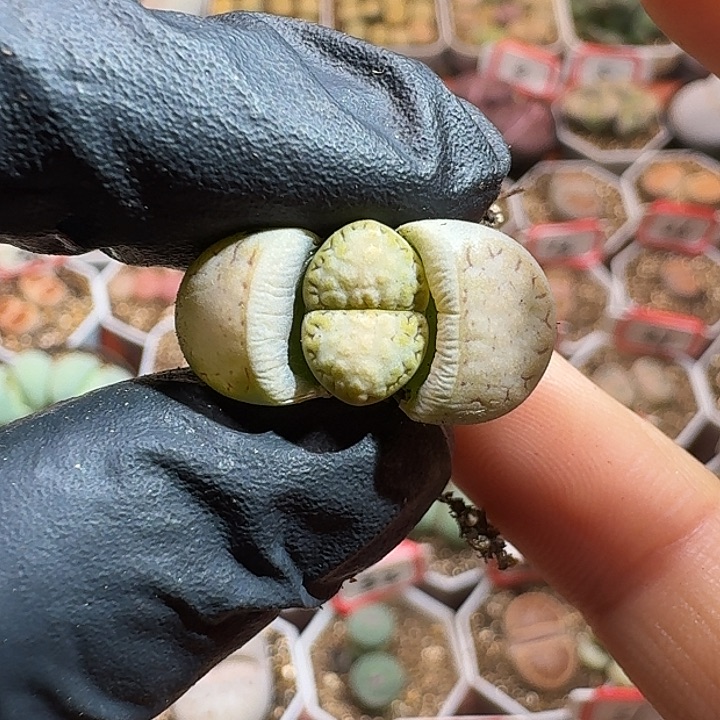 生石花1111111。  282