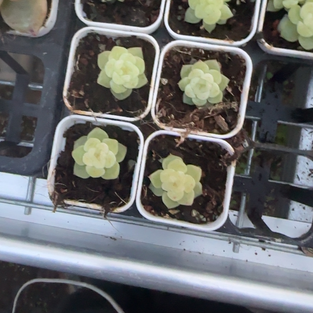 泼天1床盆一个满25包邮