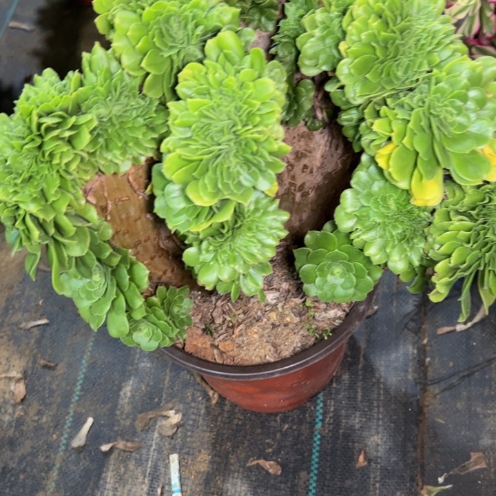 明****@绿羊绒缀306多肉法师一物一拍