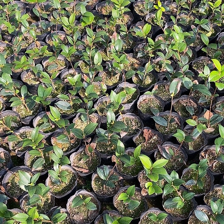 茶花          t…….