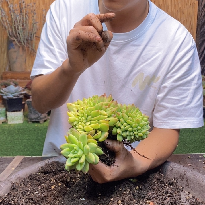 茂***6212号绿橙多肉植物