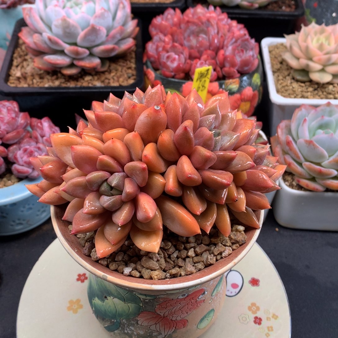 我们家的小宝贝们