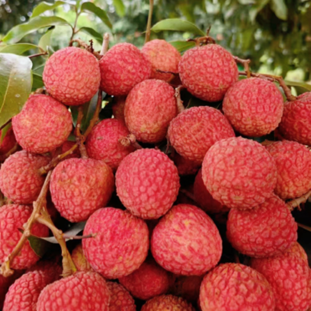 广东高州老树白糖罂新鲜荔枝3-10斤装京东冷链荔枝