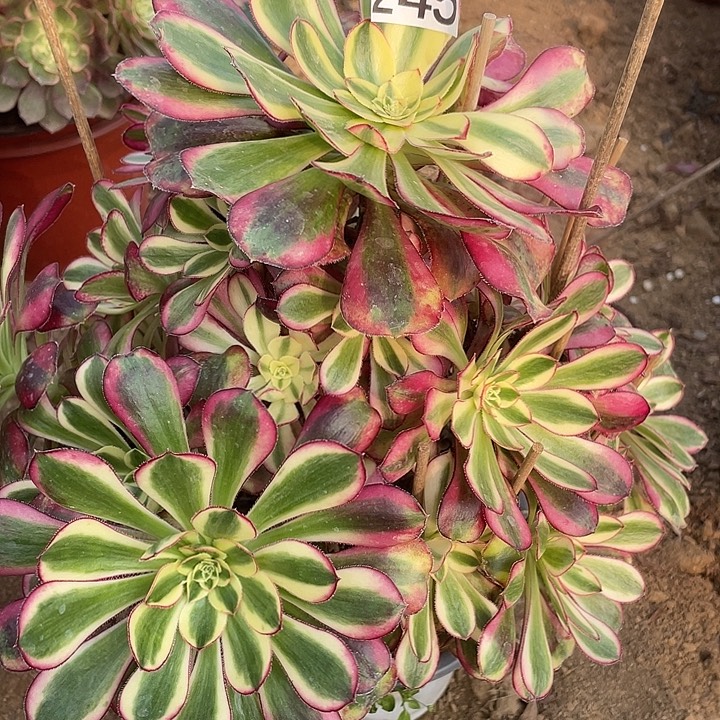 245冰淇淋多肉植物