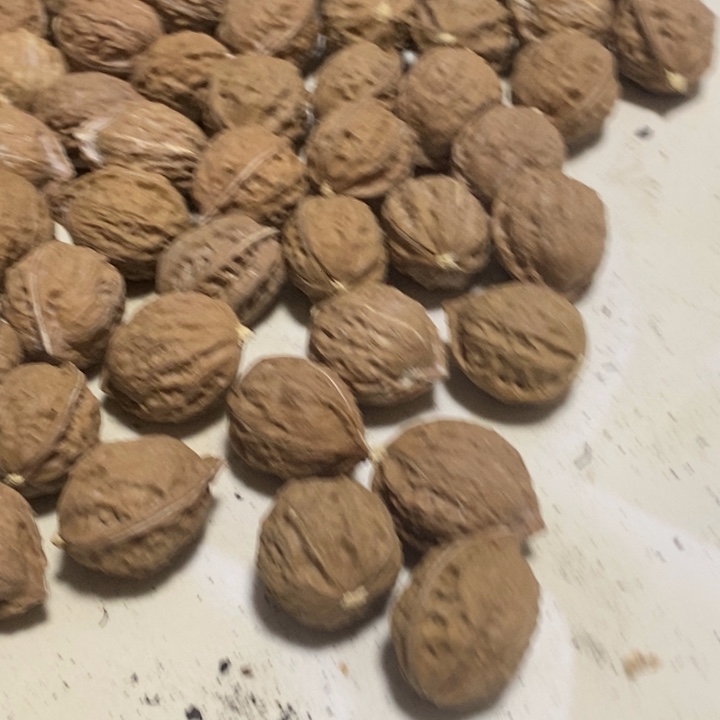 无***环吊坠桃核东北特产304