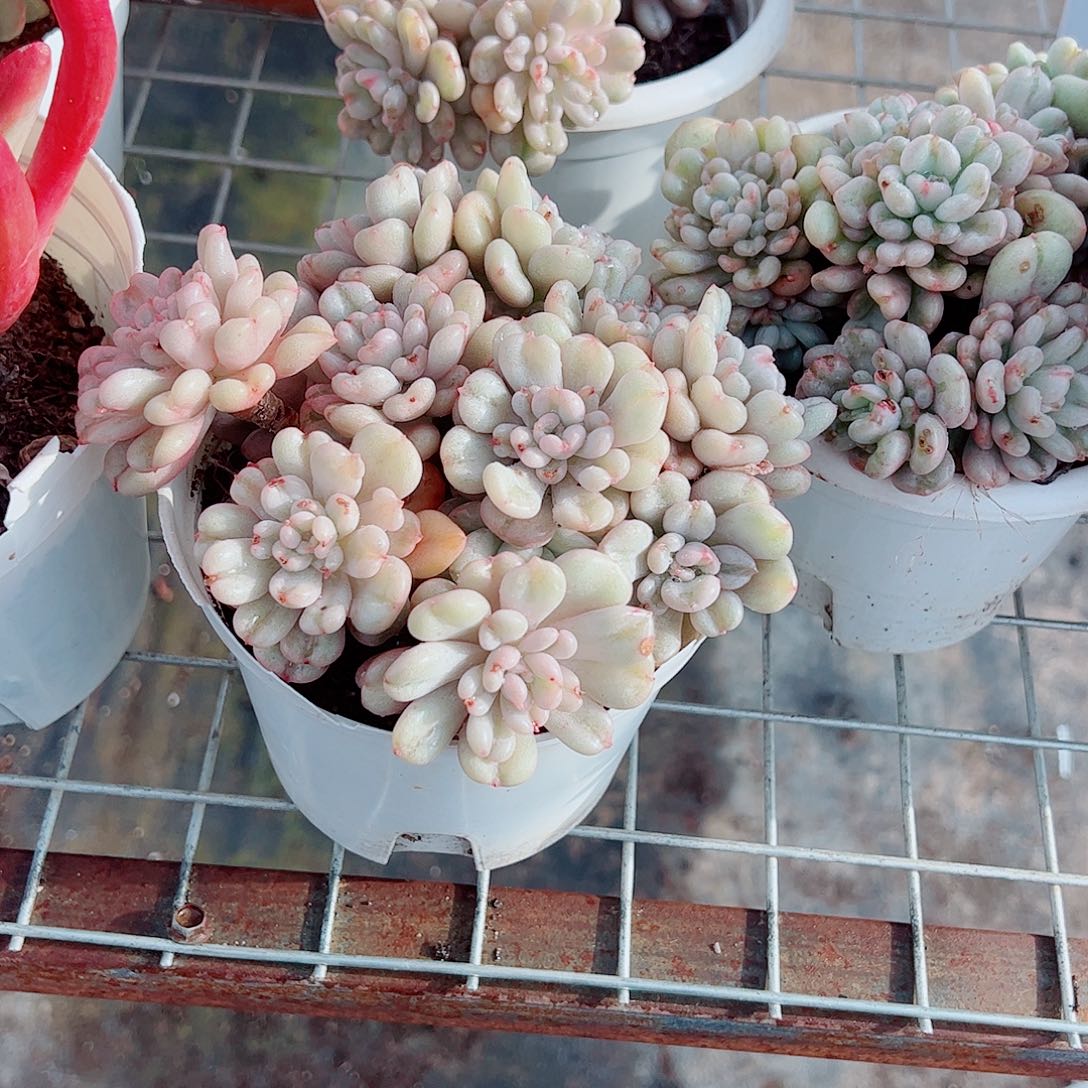 比尔盖茨多头群生老桩特价