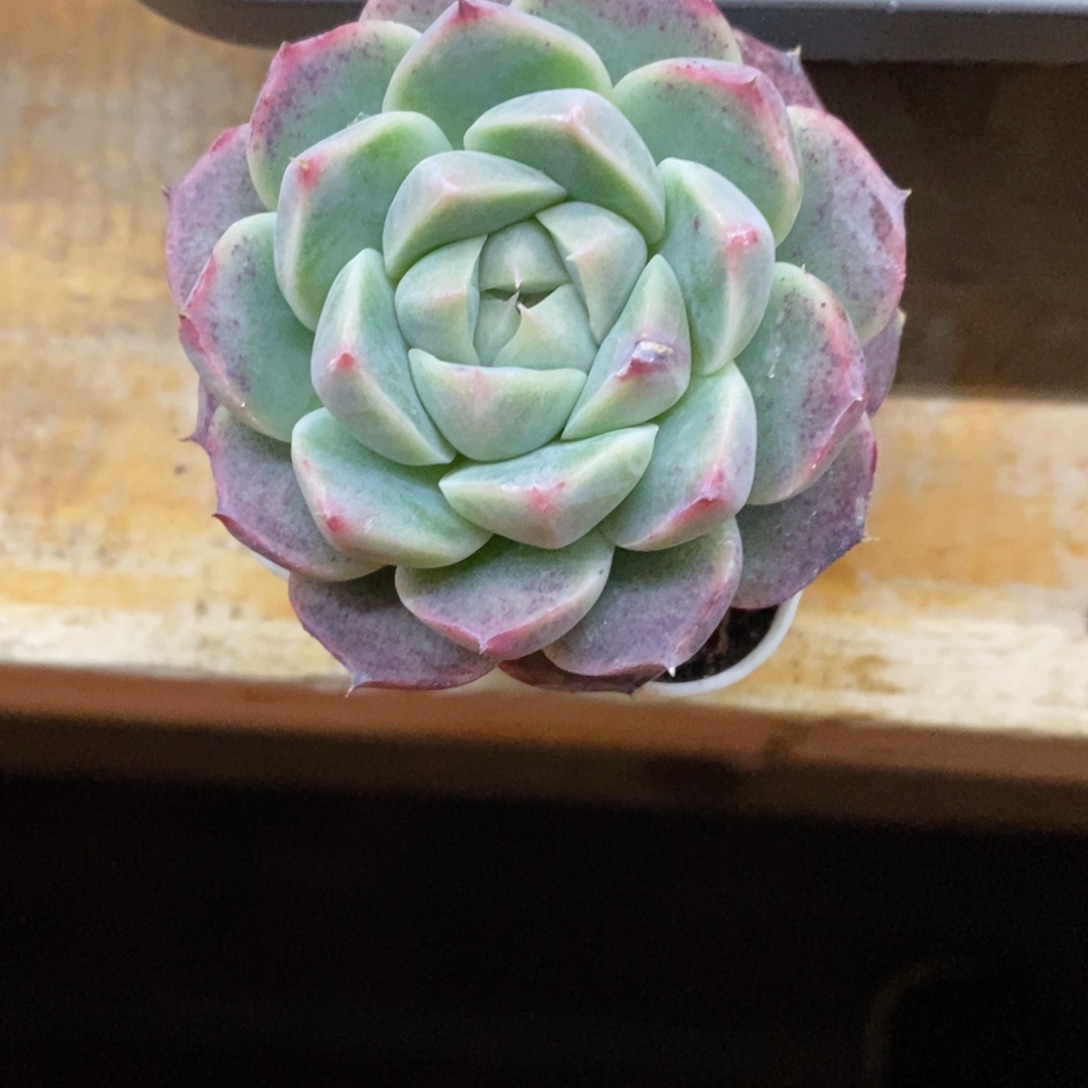 精品多肉一物一拍不包整470