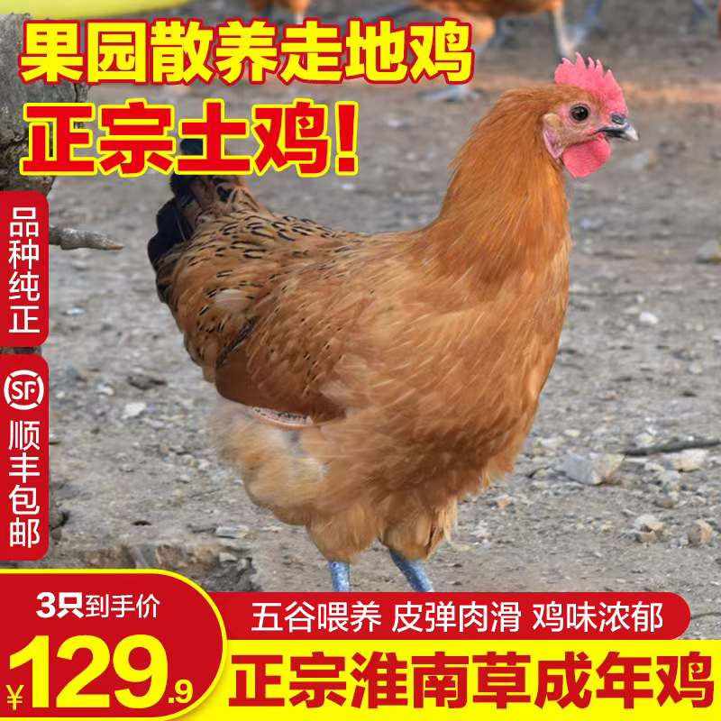 正宗淮南草成年鸡   整鸡现发 qmb