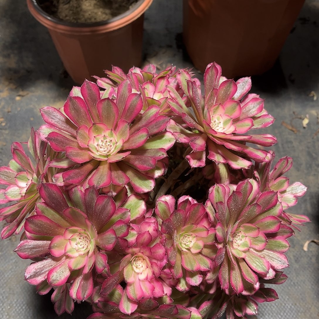 红铜壶法师多肉植物