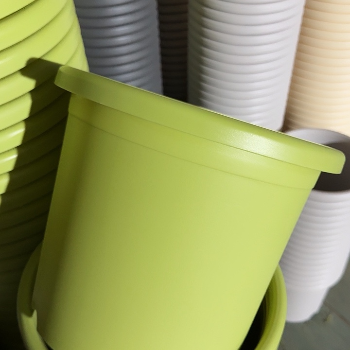 四季5号果绿无托10个