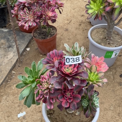 38嫁接多品种多肉法师