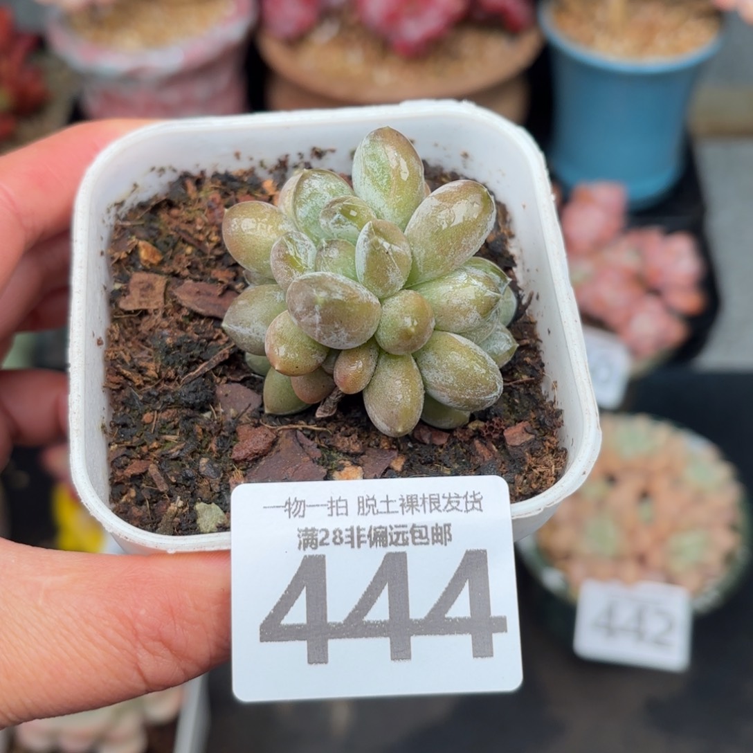 森林之心无盆土发货