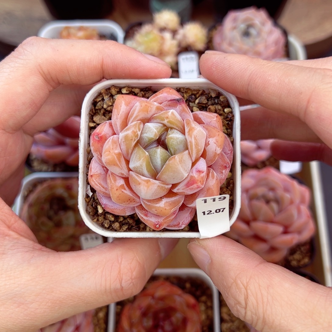 好好看119、哈哈哈哈