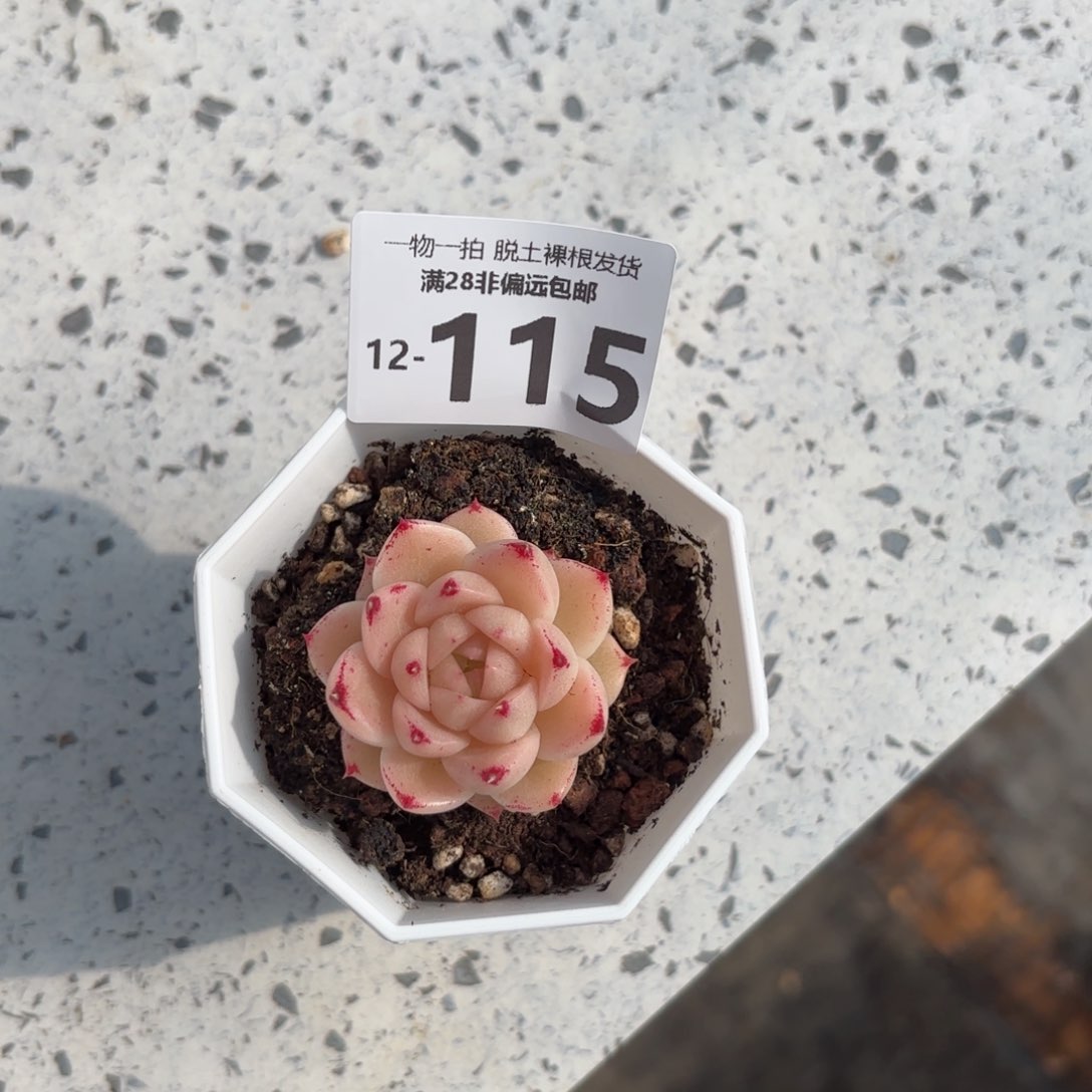 红枫单头多肉多肉多肉