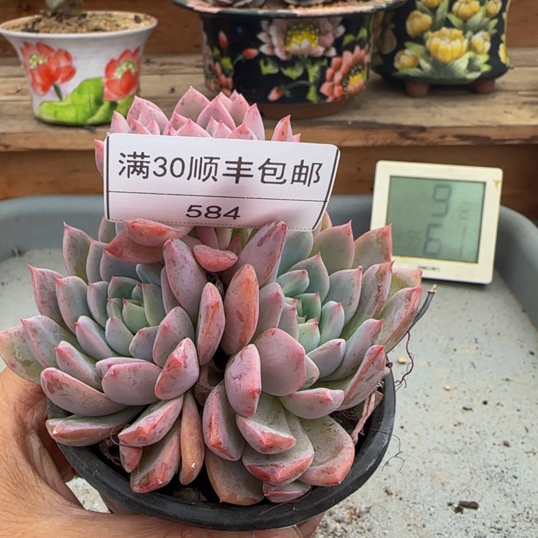 584霜花多肉双头带崽