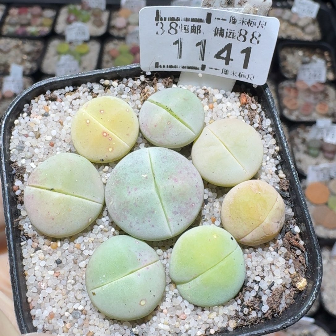 Zzz生石花肉锥1141