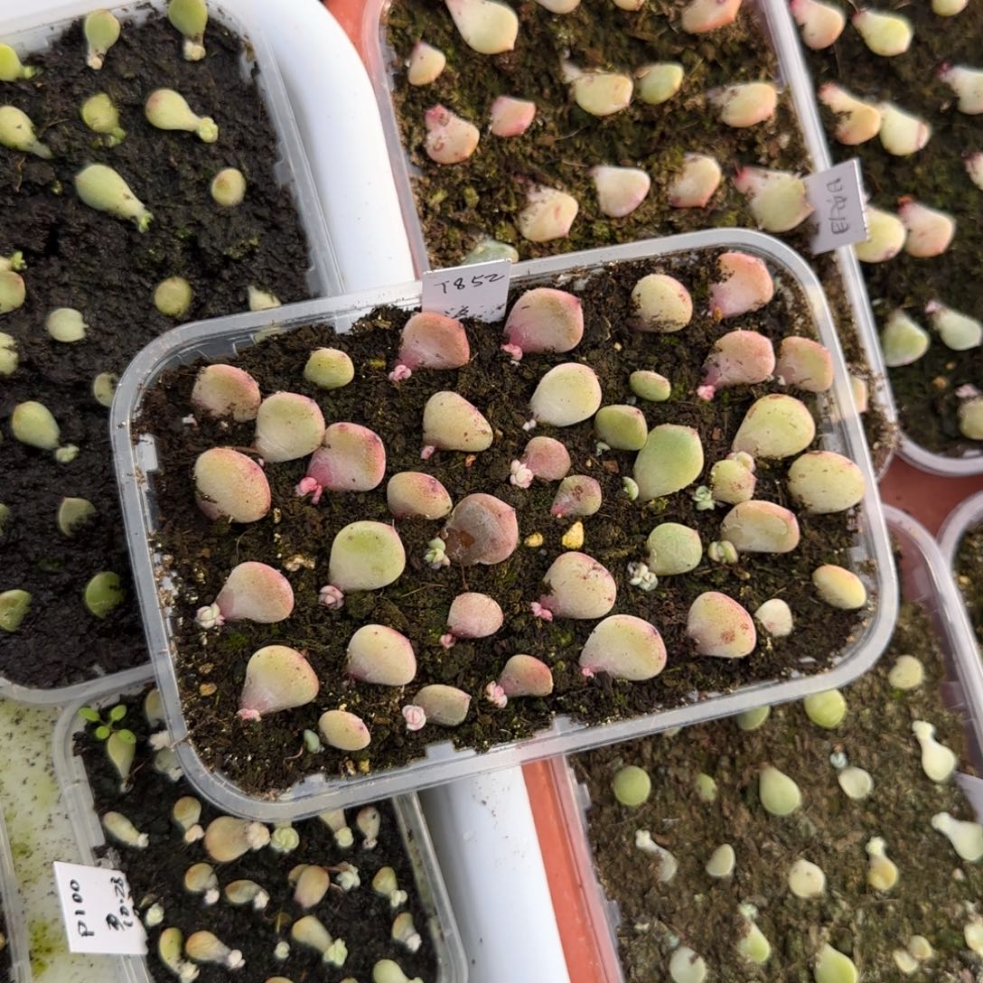 3个852 芝麻穴满25包邮