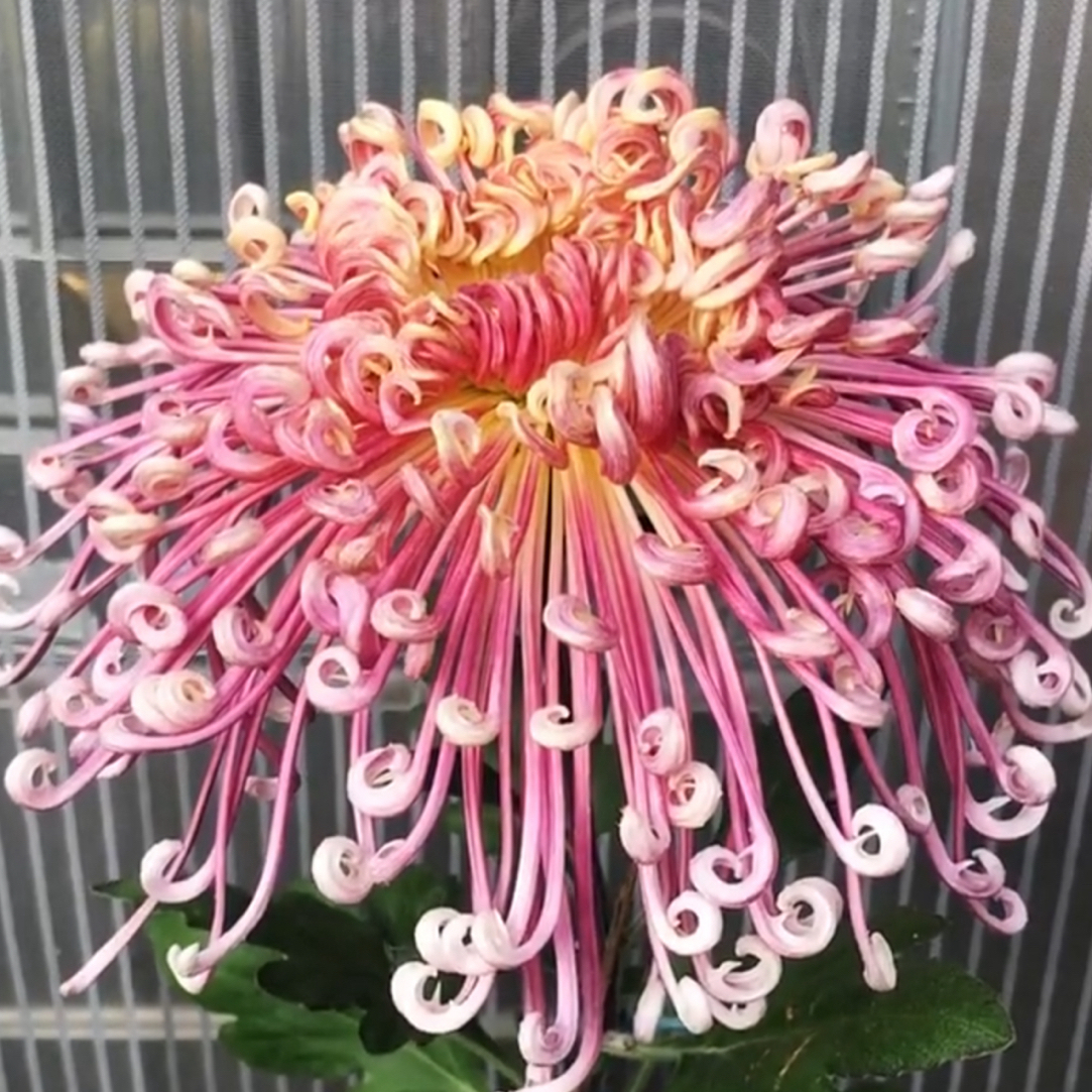 九月大花菊《夜明珠》菊花大苗 开花漂亮…