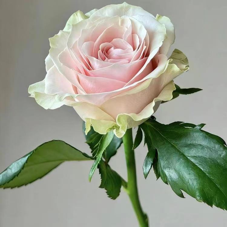 自营基地丨蒙代尔粉色20支