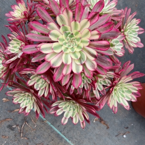 多肉植物仙墨锦。