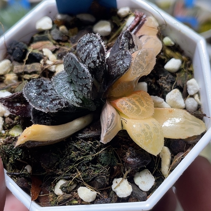 风***起696双头摩多锦特选福利