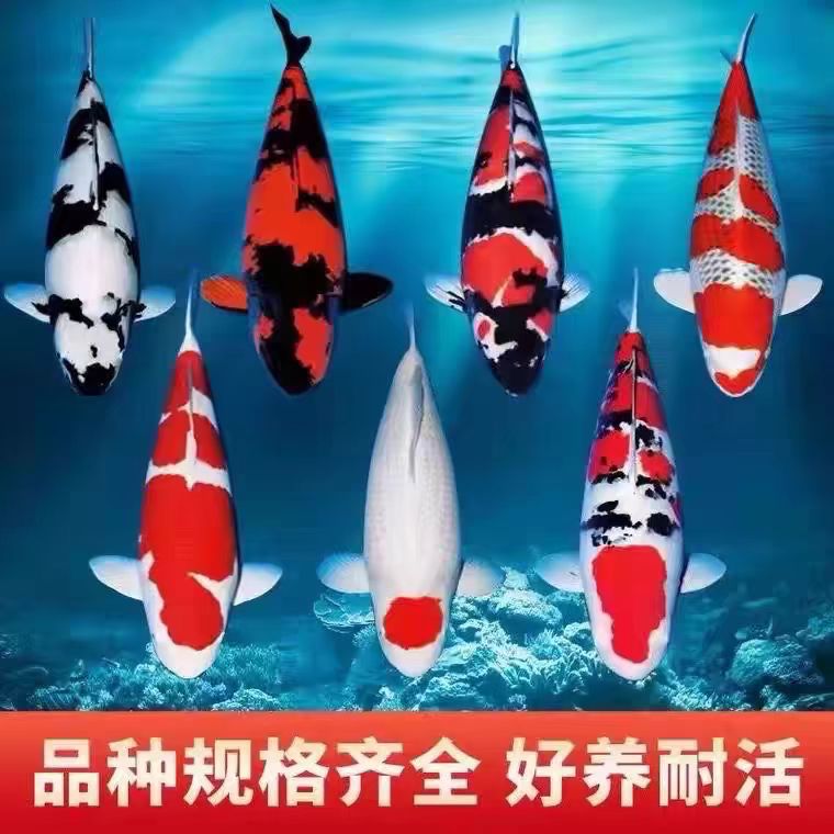 锦鲤观赏鱼不支持七天无理由退货顺丰快递不包邮