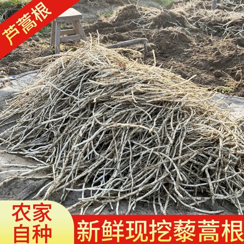 藜蒿根 特别特产农家自种 香味浓郁 不泡水不泡药带泥发货包邮