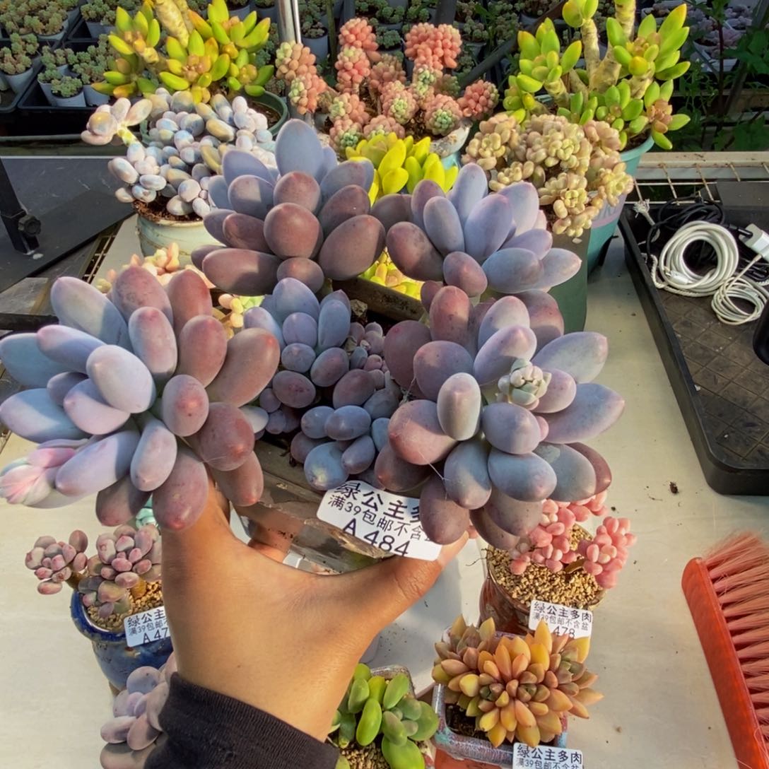 484蛋黄奶多肉15c m