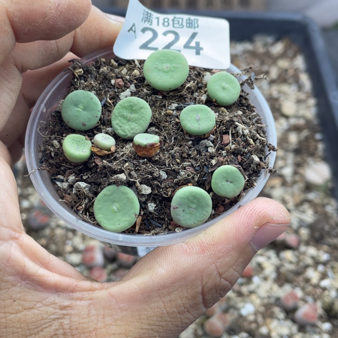 00000000000000000000224