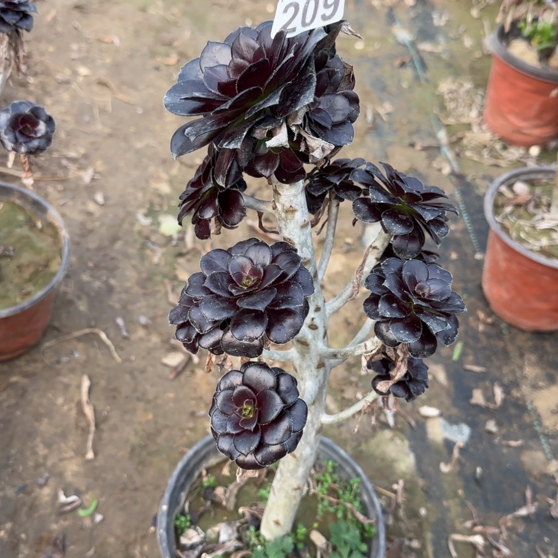 小***青墨豆209满20包邮断枝不包