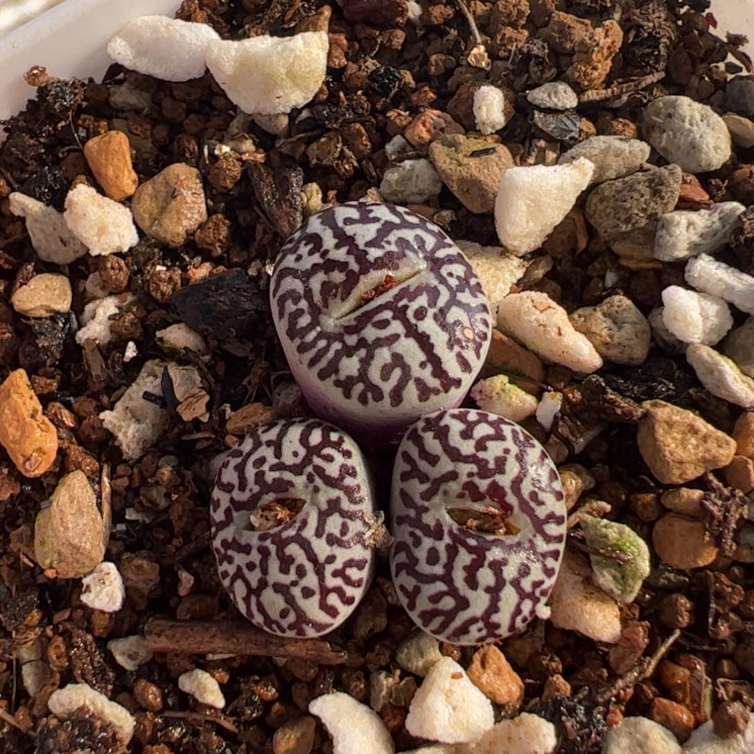 142多肉植物百科