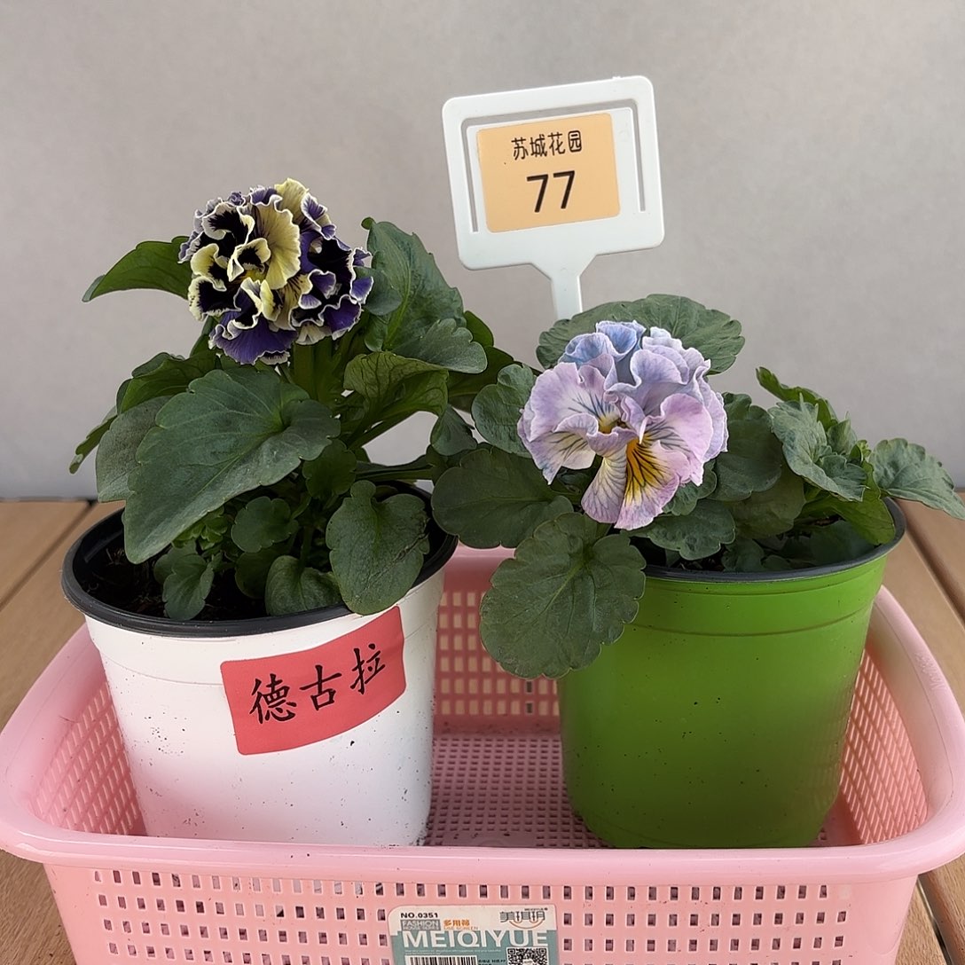 大部分开放少量花苞77