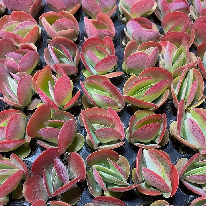 小唐印1元带土发货