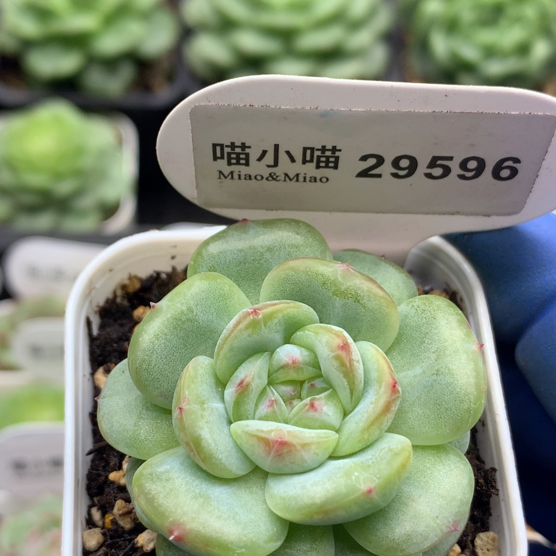 多肉植物杂交珍妮